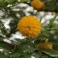 Vachellia farnesiana (L.) Wight & Arn.